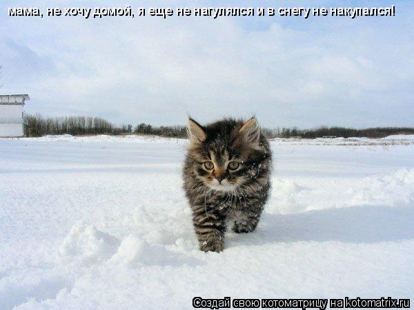 Котоматрица: мама, не хочу домой, я еще не нагулялся и в снегу не накупался!