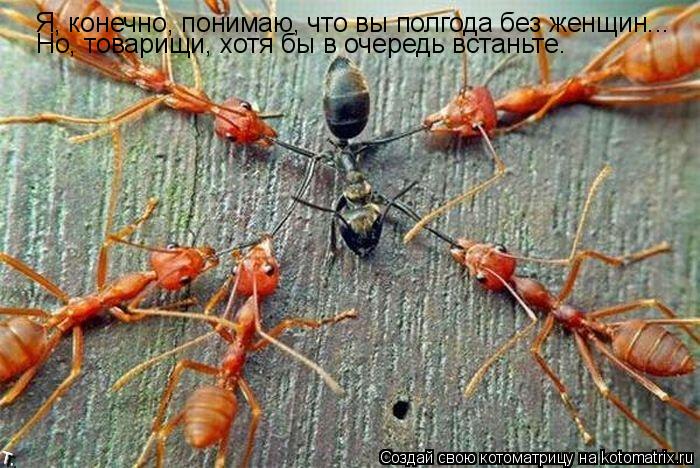 Котоматрица: Я, конечно, понимаю, что вы полгода без женщин... Но, товарищи, хотя бы в очередь встаньте.