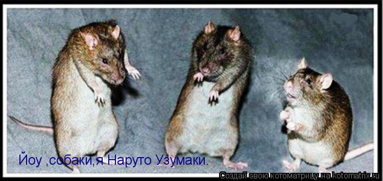 Котоматрица: Йоу ,собаки,я Наруто Узумаки.