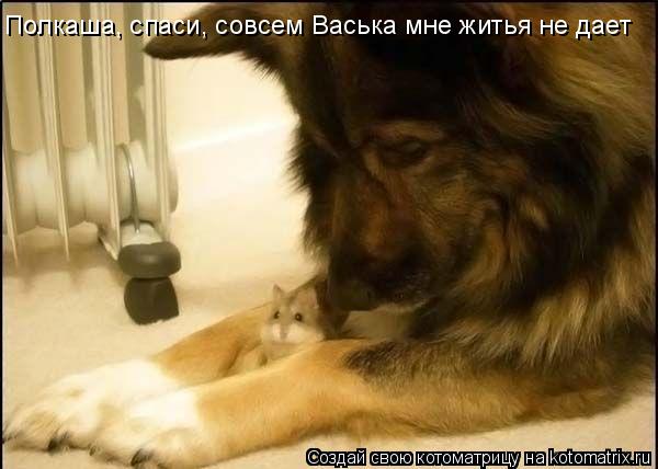 Котоматрица: Полкаша, спаси, совсем Васька мне житья не дает