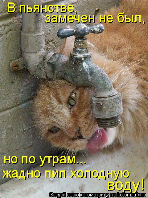 Котоматрица: В пьянстве, замечен не был, но по утрам... жадно пил холодную воду!