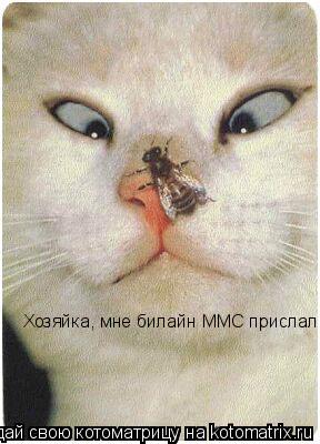 Хозяйка, мне билайн ММС прислал... Котоматрица: Хозяйка, мне билайн ММС прислал