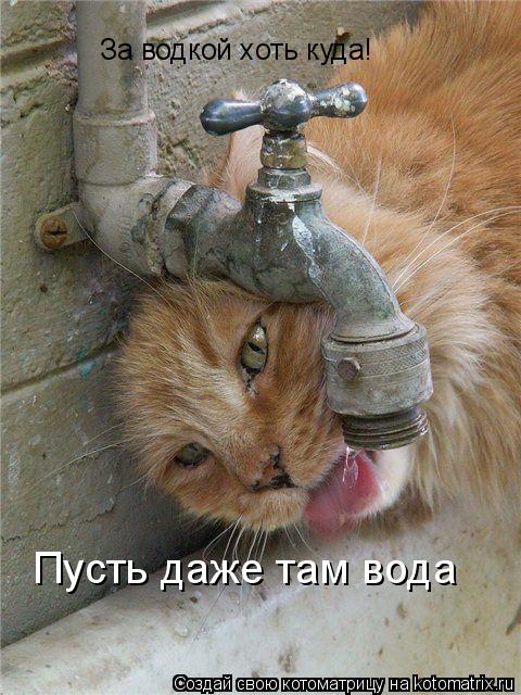 Котоматрица: За водкой хоть куда! Пусть даже там вода