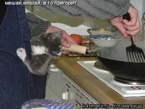 мешай,мешай, а то пригорит... Котоматрица: мешай,мешай, а то пригорит