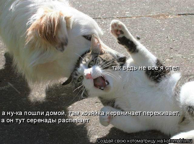 Котоматрица: а ну-ка пошли домой, там хозяйка нервничает переживает, а он тут серенады распевает так ведь не все я спел