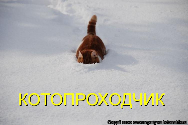 Котоматрица: КОТОПРОХОДЧИК