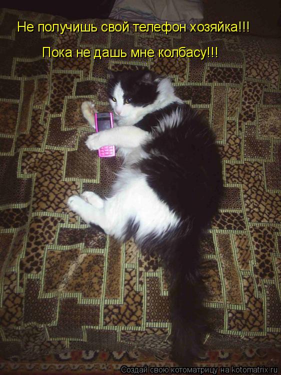 Не получишь свой телефон хозяйка!!! Пока не дашь мне колбасу!!!... Котоматрица: Не получишь свой телефон хозяйка!!! Пока не дашь мне колбасу!!!