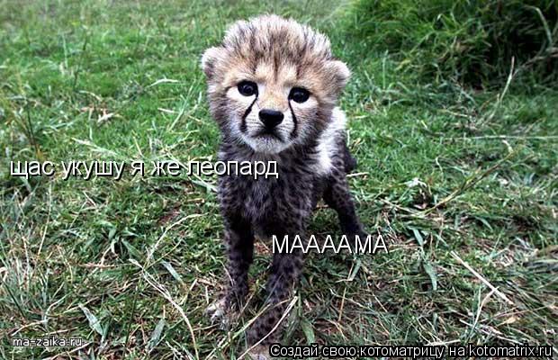 Котоматрица: щас укушу я же леопард МААААМА
