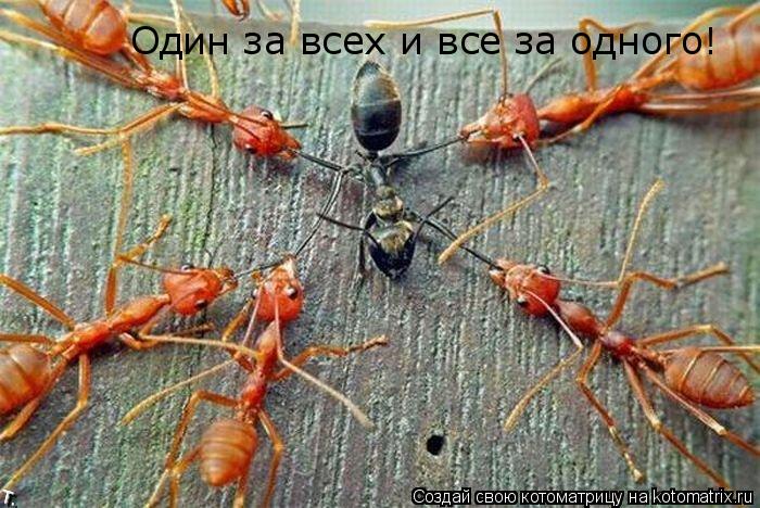 Котоматрица: Один за всех и все за одного!