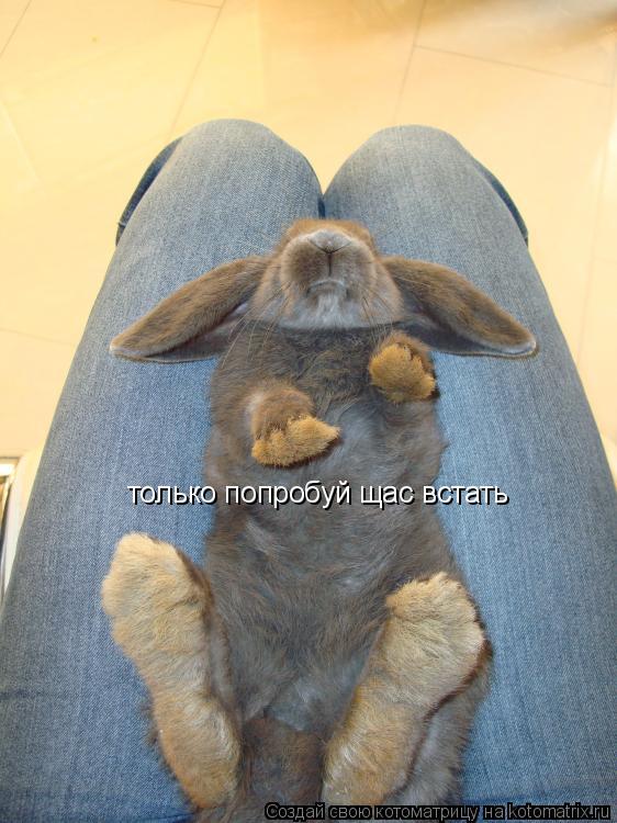 Котоматрица: только попробуй щас встать