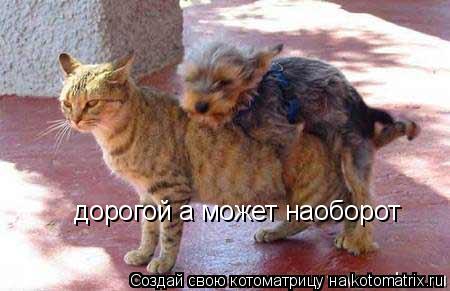 Котоматрица: дорогой а может наоборот