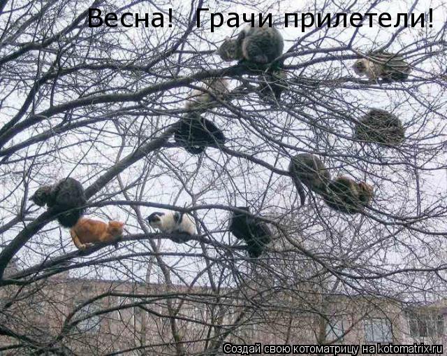 Весна! Грачи прилетели!... Котоматрица: Весна! Грачи прилетели!