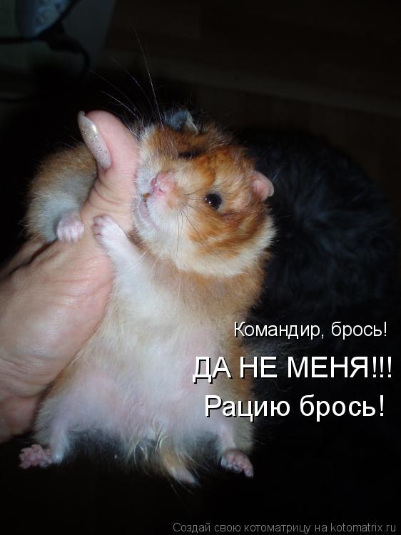 Командир, брось! ДА НЕ МЕНЯ!!! Рацию брось!... Котоматрица: Командир, брось! ДА НЕ МЕНЯ!!! Рацию брось!