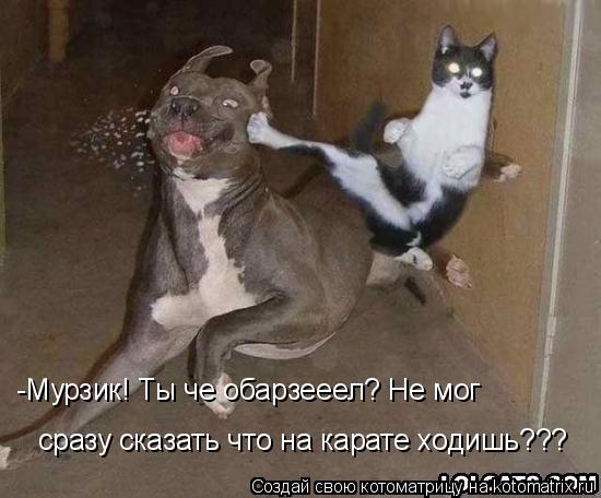 Котоматрица: -Мурзик! Ты че обарзееел? Не мог  сразу сказать что на карате ходишь???