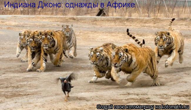 Котоматрица: Индиана Джонс: однажды в Африке...