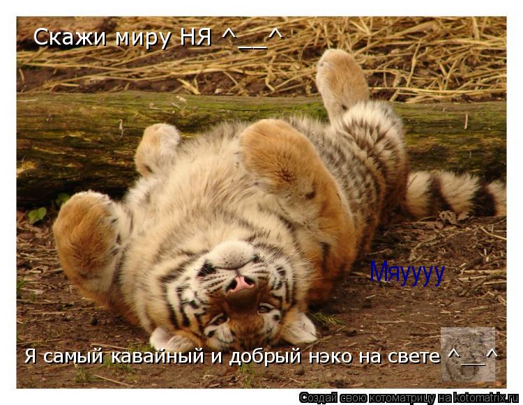 Котоматрица: Скажи миру НЯ ^__^ Я самый кавайный и добрый нэко на свете ^__^ Мяуууу