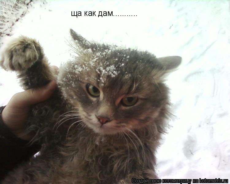 Котоматрица: ща как дам...........
