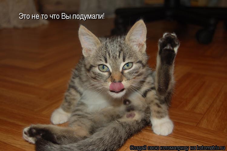 Это не то что Вы подумали!... Котоматрица: Это не то что Вы подумали!