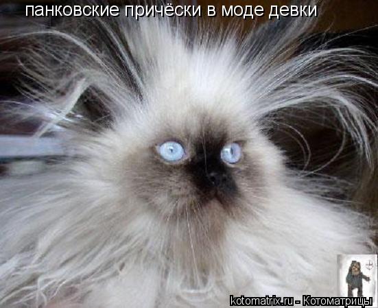 панковские причёски в моде девки... Котоматрица: панковские причёски в моде девки