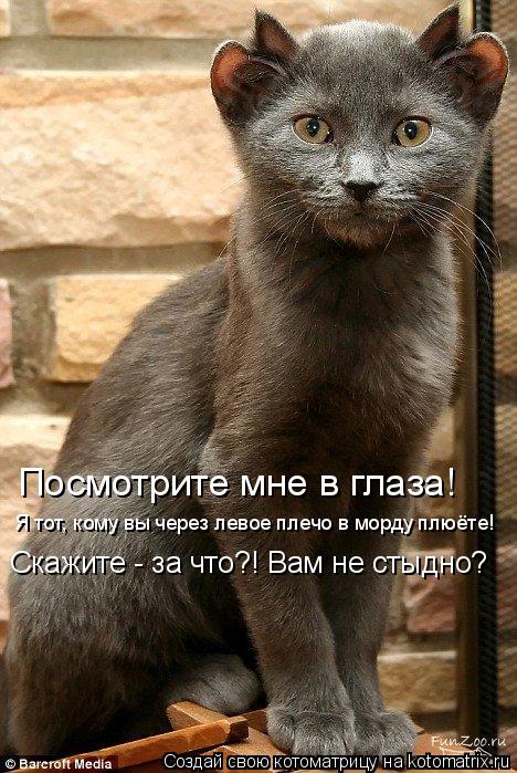 Котоматрица: Посмотрите мне в глаза! Я тот, кому вы через левое плечо в морду плюёте! Скажите - за что?! Вам не стыдно?