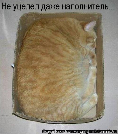 Не уцелел даже наполнитель...... Котоматрица: Не уцелел даже наполнитель...