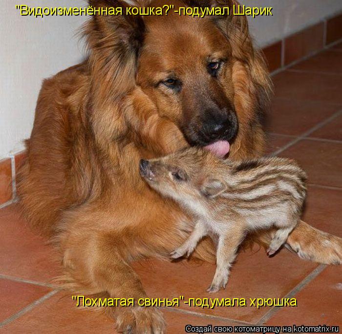 Котоматрица: "Видоизменённая кошка?"-подумал Шарик "Лохматая свинья"-подумала хрюшка