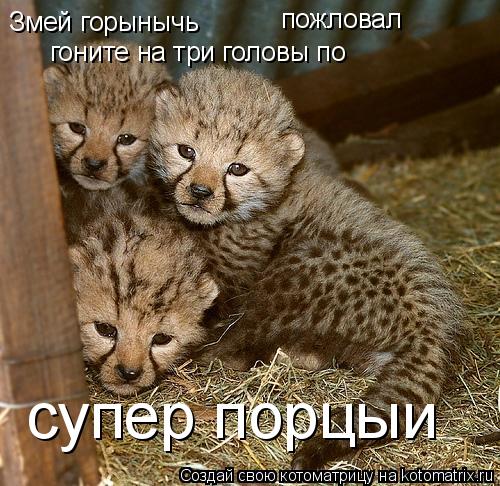 Змей горынычь пожловал гоните на три головы по супер порцыи... Котоматрица: Змей горынычь пожловал гоните на три головы по супер порцыи