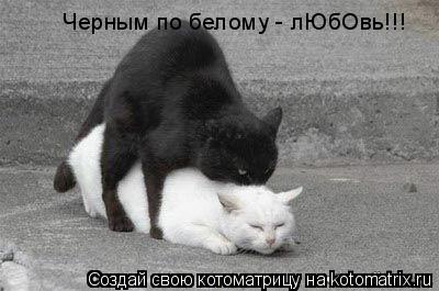 Черным по белому - лЮбОвь!!!... Котоматрица: Черным по белому - лЮбОвь!!!