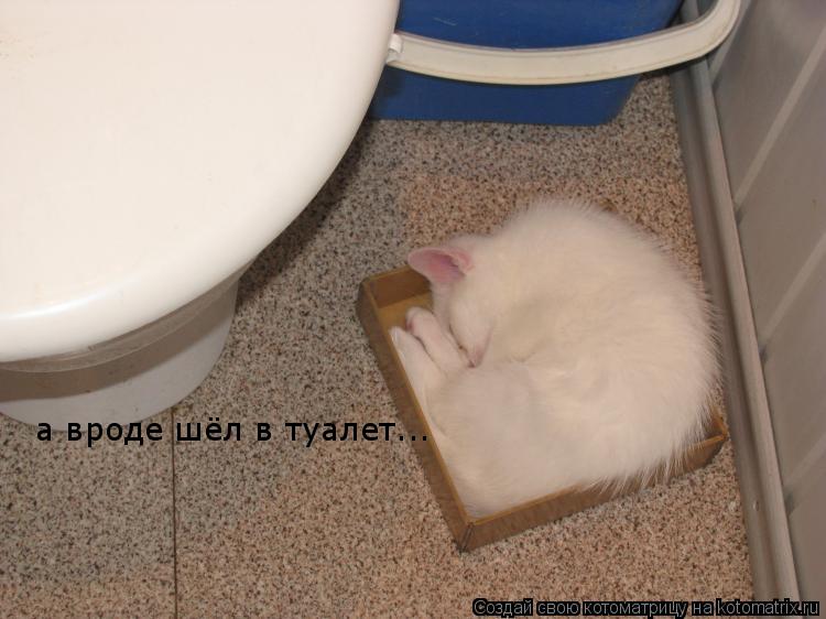а вроде шёл в туалет...... Котоматрица: а вроде шёл в туалет...