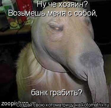 Котоматрица: Ну че хозяин?  Возьмешь меня с собой, банк грабить?