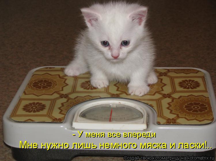 - У меня все впереди Мне нужно лишь немного мяска и ласки!..... Котоматрица: - У меня все впереди Мне нужно лишь немного мяска и ласки!..