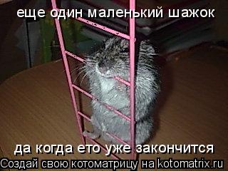Котоматрица: еще один маленький шажок да когда ето уже закончится