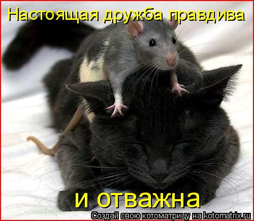 Настоящая дружба правдива и отважна... Котоматрица: Настоящая дружба правдива и отважна
