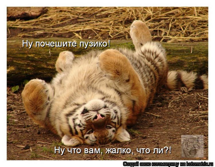 Ну почешите пузико! Ну что вам, жалко, что ли?!... Котоматрица: Ну почешите пузико! Ну что вам, жалко, что ли?!