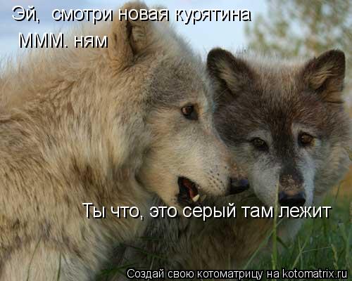 Эй, смотри новая курятина МММ. ням Ты что, это серый там лежит... Котоматрица: Эй, смотри новая курятина МММ. ням Ты что, это серый там лежит