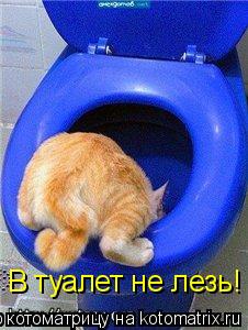 В туалет не лезь!... Котоматрица: В туалет не лезь!