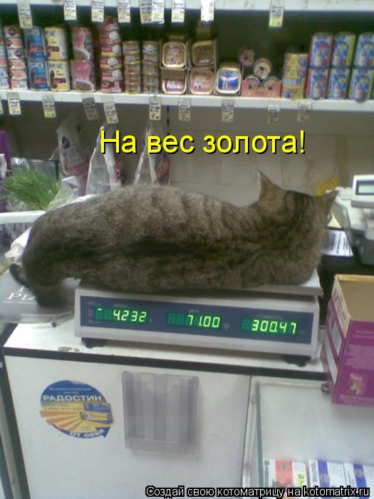 На вес золота!... Котоматрица: На вес золота!