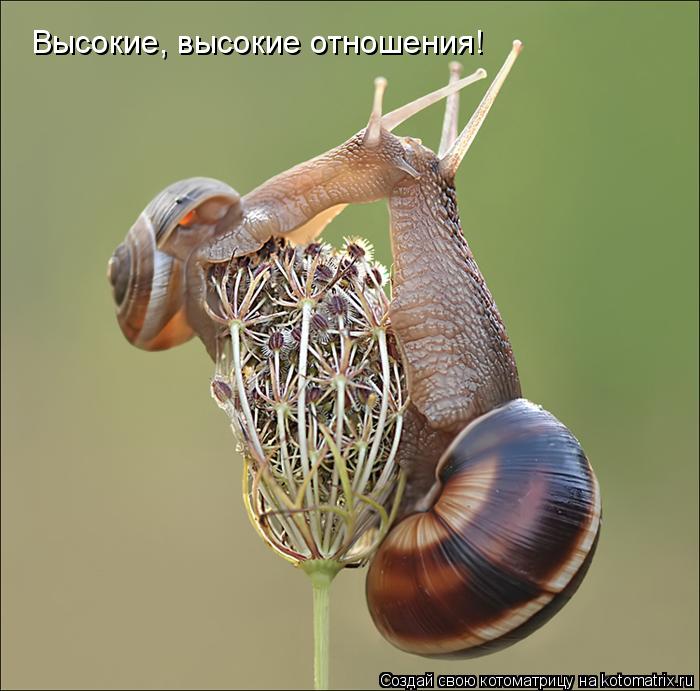 Высокие, высокие отношения!... Котоматрица: Высокие, высокие отношения!