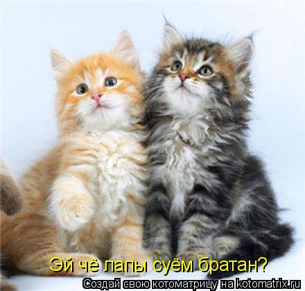Эй чё лапы суём братан?... Котоматрица: Эй чё лапы суём братан?