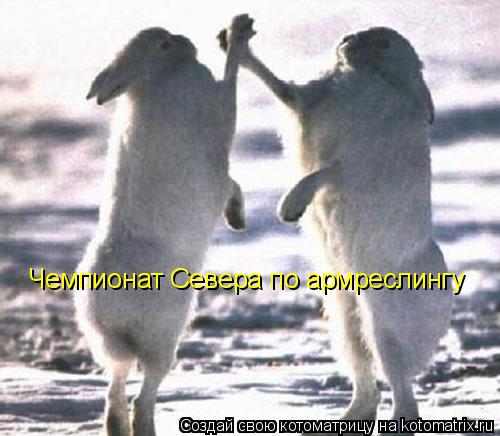 Чемпионат Севера по армреслингу... Котоматрица: Чемпионат Севера по армреслингу