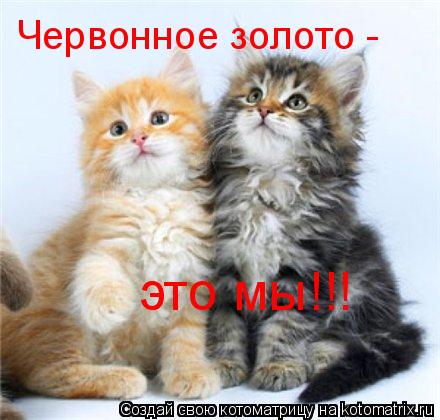 Червонное золото - это мы!!!... Котоматрица: Червонное золото - это мы!!!