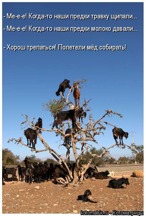 - Ме-е-е! Когда-то наши предки травку щипали... - Ме-е-е! Когда-то наши предки молоко давали... - Хор... Котоматрица: - Ме-е-е! Когда-то наши предки травку щипали... - Ме-е-е! Когда-то наши предки молоко давали... - Хорош трепаться! Полетели мёд собирать!