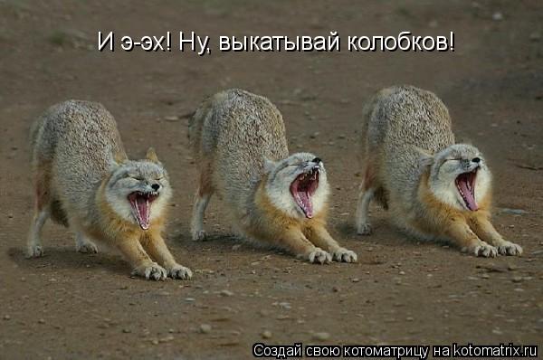 И э-эх! Ну, выкатывай колобков!... Котоматрица: И э-эх! Ну, выкатывай колобков!