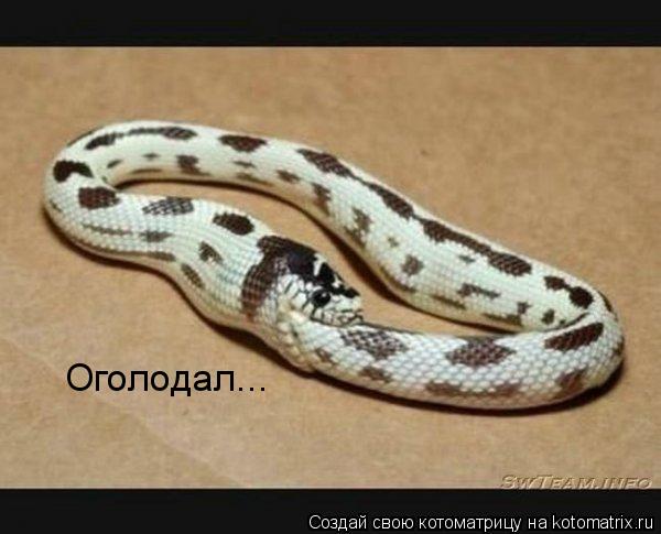 Оголодал...... Котоматрица: Оголодал...