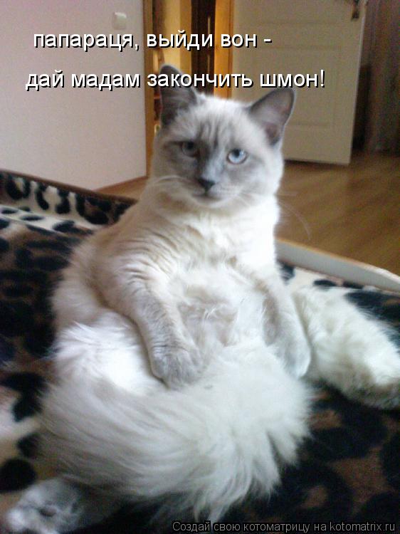 папараця, выйди вон - дай мадам закончить шмон!... Котоматрица: папараця, выйди вон - дай мадам закончить шмон!