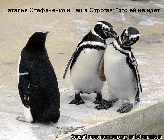 Наталья Стефаненко и Таша Строгая: "это ей не идёт!"... Котоматрица: Наталья Стефаненко и Таша Строгая: "это ей не идёт!"