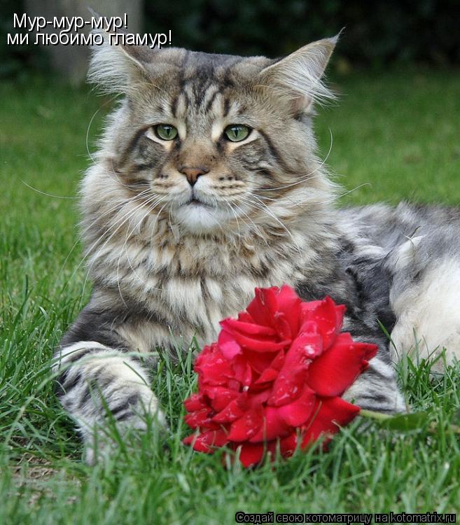 Мур-мур-мур! ми любимо гламур!... Котоматрица: Мур-мур-мур! ми любимо гламур!