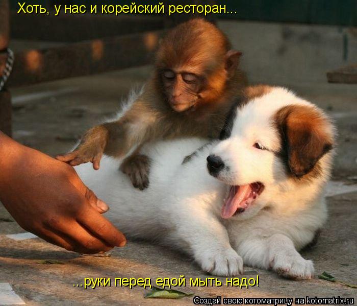 Хоть, у нас и корейский ресторан... ...руки перед едой мыть надо!... Котоматрица: Хоть, у нас и корейский ресторан... ...руки перед едой мыть надо!