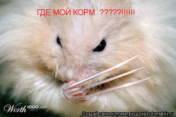 Котоматрица: ГДЕ МОЙ КОРМ  ?????!!!!!!