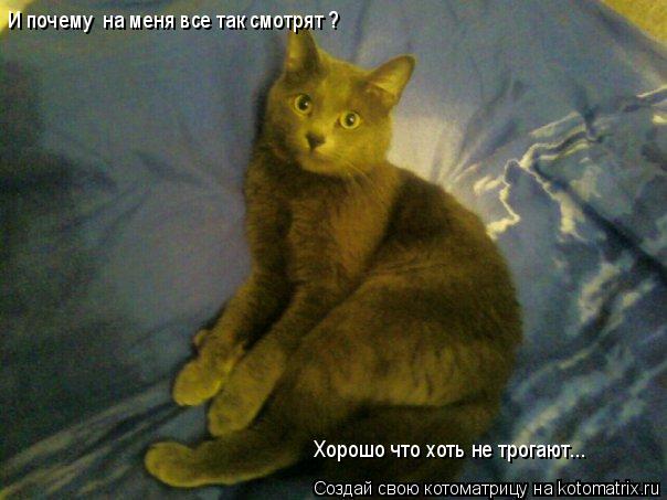Котоматрица: Хорошо что хоть не трогают... И почему  на меня все так смотрят ?